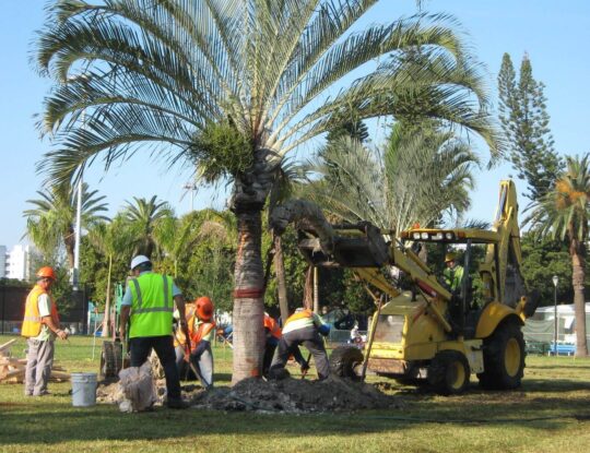 Palm Tree Trimming & Palm Tree Removal-Lake Worth Tree Trimming and Tree Removal Services-We Offer Tree Trimming Services, Tree Removal, Tree Pruning, Tree Cutting, Residential and Commercial Tree Trimming Services, Storm Damage, Emergency Tree Removal, Land Clearing, Tree Companies, Tree Care Service, Stump Grinding, and we're the Best Tree Trimming Company Near You Guaranteed!