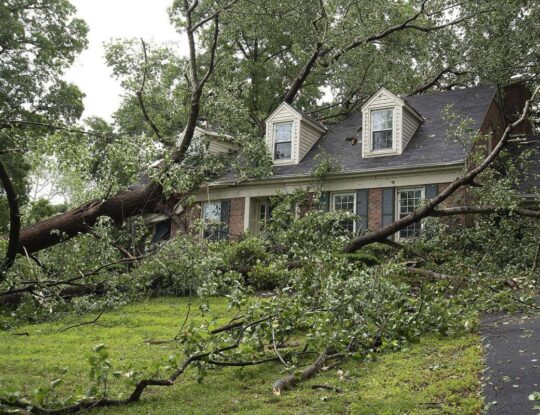 Storm Damage-Lake Worth Tree Trimming and Tree Removal Services-We Offer Tree Trimming Services, Tree Removal, Tree Pruning, Tree Cutting, Residential and Commercial Tree Trimming Services, Storm Damage, Emergency Tree Removal, Land Clearing, Tree Companies, Tree Care Service, Stump Grinding, and we're the Best Tree Trimming Company Near You Guaranteed!