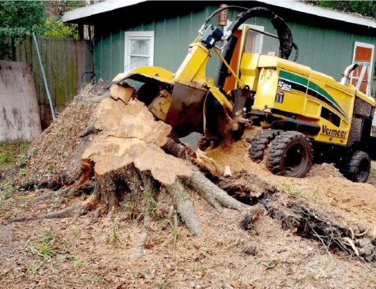 Stump Grinding and Removal-Lake Worth Tree Trimming and Tree Removal Services-We Offer Tree Trimming Services, Tree Removal, Tree Pruning, Tree Cutting, Residential and Commercial Tree Trimming Services, Storm Damage, Emergency Tree Removal, Land Clearing, Tree Companies, Tree Care Service, Stump Grinding, and we're the Best Tree Trimming Company Near You Guaranteed!