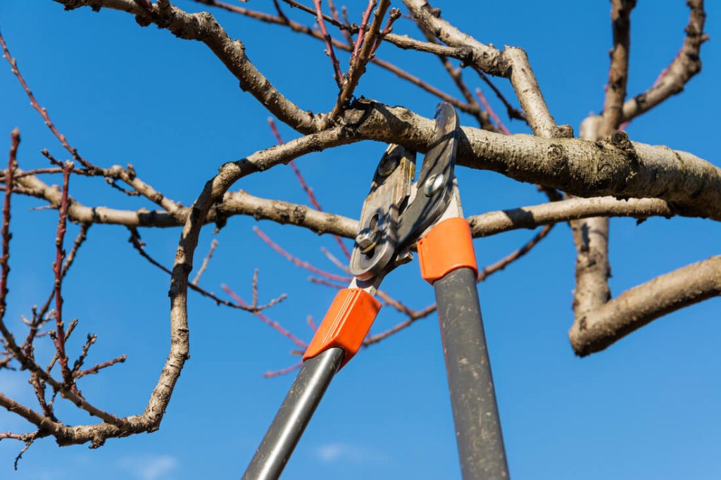 Tree Pruning & Tree Removal-Lake Worth Tree Trimming and Tree Removal Services-We Offer Tree Trimming Services, Tree Removal, Tree Pruning, Tree Cutting, Residential and Commercial Tree Trimming Services, Storm Damage, Emergency Tree Removal, Land Clearing, Tree Companies, Tree Care Service, Stump Grinding, and we're the Best Tree Trimming Company Near You Guaranteed!