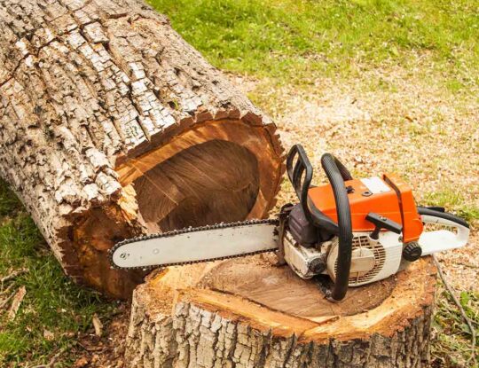 Tree Removal-Lake Worth Tree Trimming and Tree Removal Services-We Offer Tree Trimming Services, Tree Removal, Tree Pruning, Tree Cutting, Residential and Commercial Tree Trimming Services, Storm Damage, Emergency Tree Removal, Land Clearing, Tree Companies, Tree Care Service, Stump Grinding, and we're the Best Tree Trimming Company Near You Guaranteed!