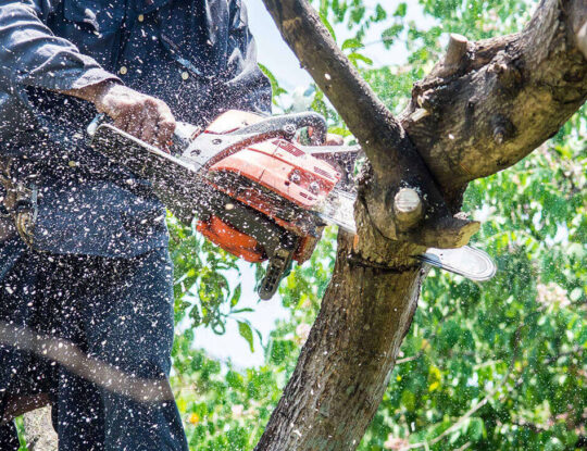 Tree Trimming Services-Lake Worth Tree Trimming and Tree Removal Services-We Offer Tree Trimming Services, Tree Removal, Tree Pruning, Tree Cutting, Residential and Commercial Tree Trimming Services, Storm Damage, Emergency Tree Removal, Land Clearing, Tree Companies, Tree Care Service, Stump Grinding, and we're the Best Tree Trimming Company Near You Guaranteed!