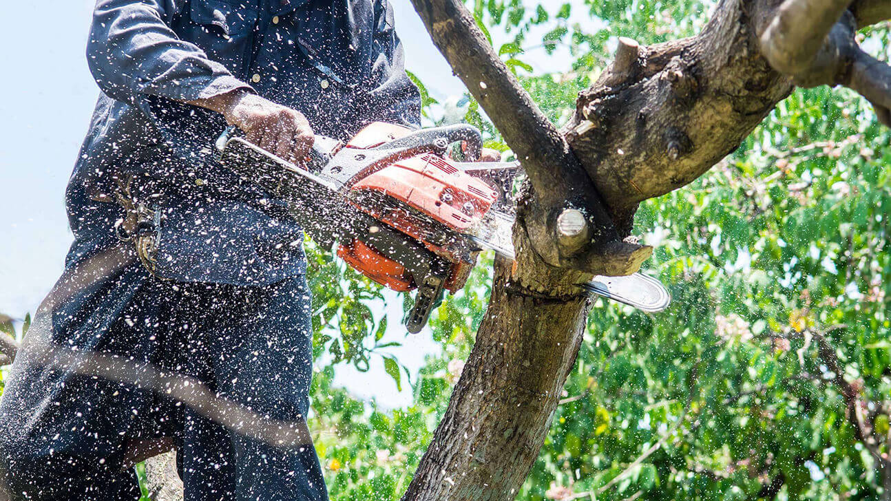 Tree Trimming Services-Lake Worth Tree Trimming and Tree Removal Services-We Offer Tree Trimming Services, Tree Removal, Tree Pruning, Tree Cutting, Residential and Commercial Tree Trimming Services, Storm Damage, Emergency Tree Removal, Land Clearing, Tree Companies, Tree Care Service, Stump Grinding, and we're the Best Tree Trimming Company Near You Guaranteed!