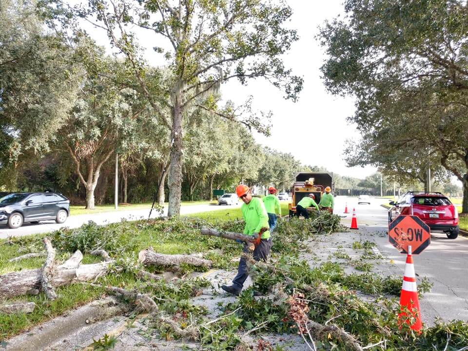 Commercial Tree Services Affordable-Pro Tree Trimming & Removal Team of Lake Worth