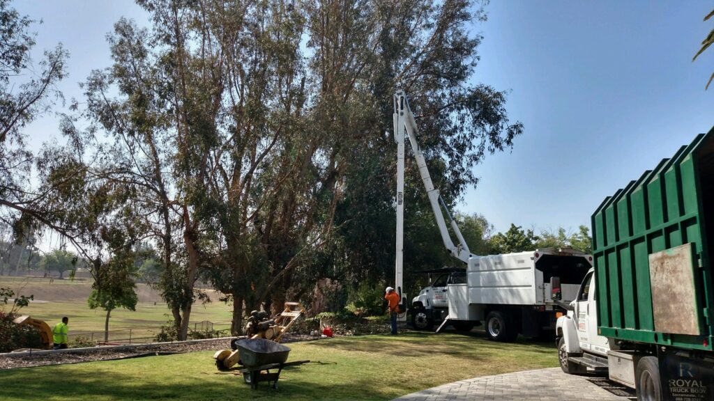 Commercial Tree Services Lake Worth-Pro Tree Trimming & Removal Team of Lake Worth