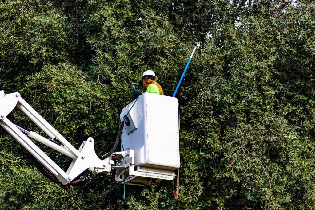 Commercial-Tree-Services-Services Pro-Tree-Trimming-Removal-Team-of-Lake Worth