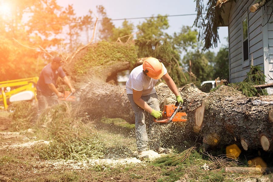 Emergency Tree Removal Lake Worth-Pro Tree Trimming & Removal Team of Lake Worth