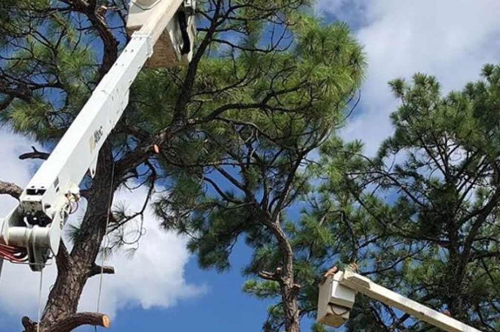 Lake Worth Commercial Tree Services-Pro Tree Trimming & Removal Team of Lake Worth