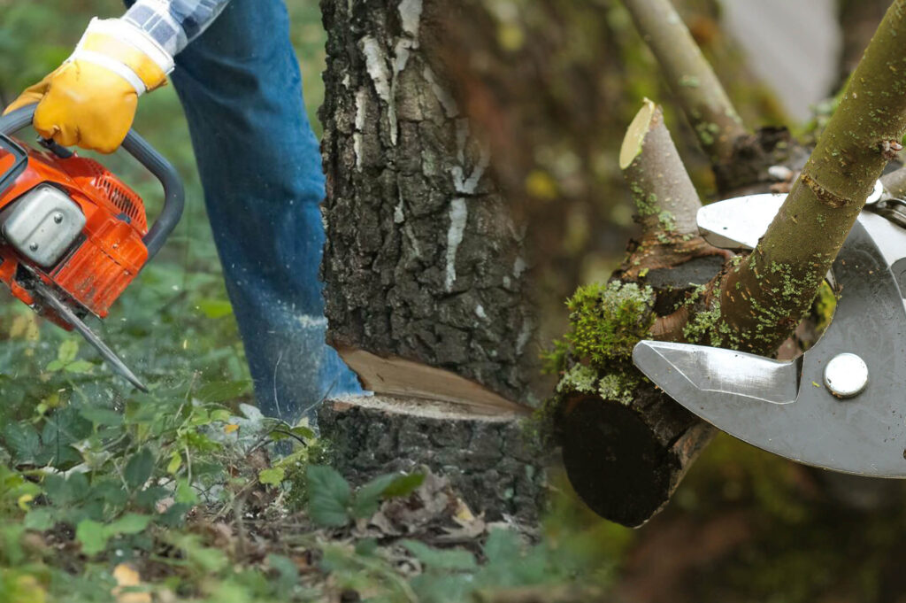 Lake Worth Tree Pruning & Tree Removal-Pro Tree Trimming & Removal Team of Lake Worth