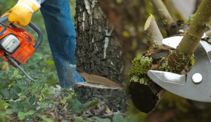 Lake Worth Tree Pruning & Tree Removal-Pro Tree Trimming & Removal Team of Lake Worth