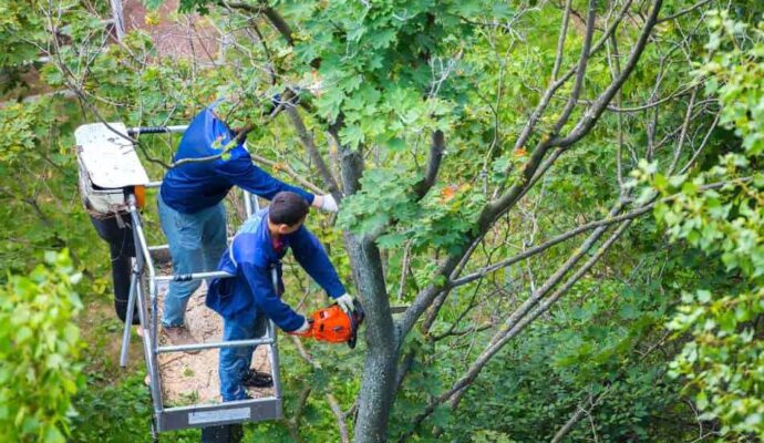 Lake Worth Tree Trimming Services-Pro Tree Trimming & Removal Team of Lake Worth