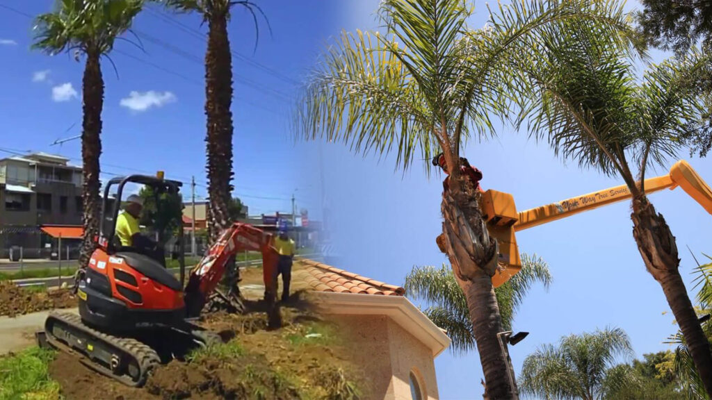 Palm Tree Trimming & Palm Tree Removal Near Me-Pro Tree Trimming & Removal Team of Lake Worth