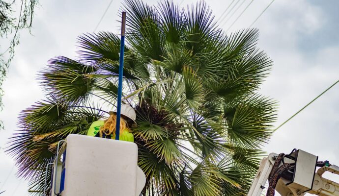 Palm-Tree-Trimming-Palm-Tree-Removal-Services Pro-Tree-Trimming-Removal-Team-of-Lake Worth