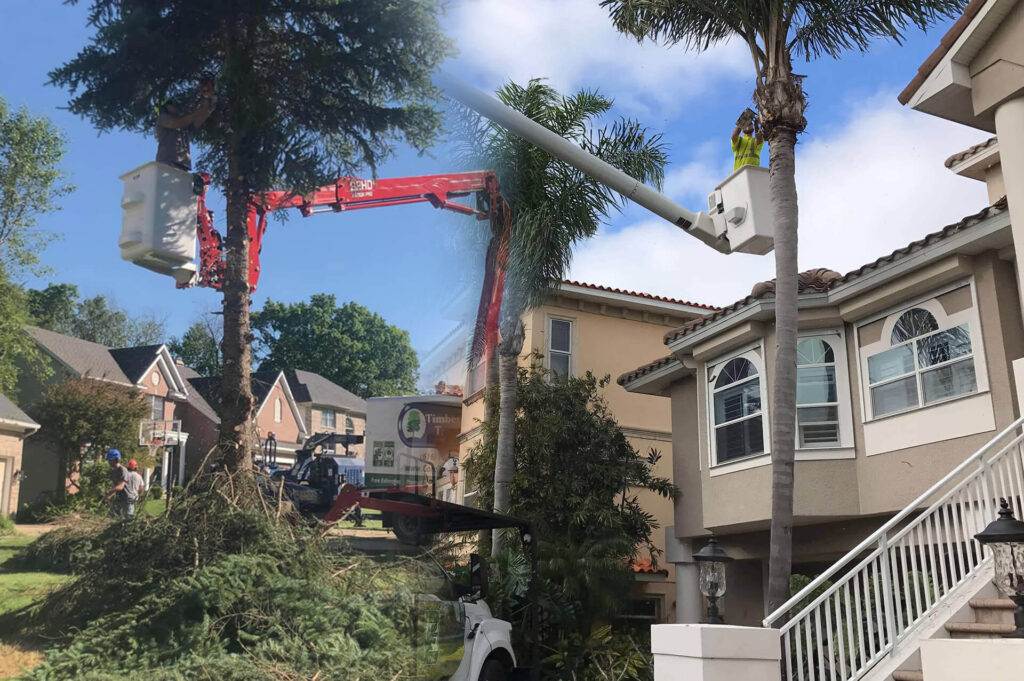 Residential Tree Services Affordable-Pro Tree Trimming & Removal Team of Lake Worth