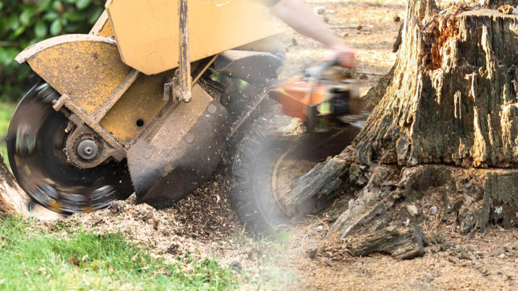 Stump Grinding & Removal Near Me-Pro Tree Trimming & Removal Team of Lake Worth