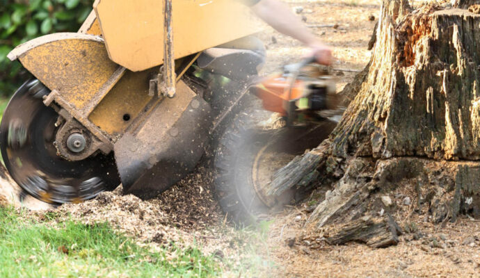Stump Grinding & Removal Near Me-Pro Tree Trimming & Removal Team of Lake Worth