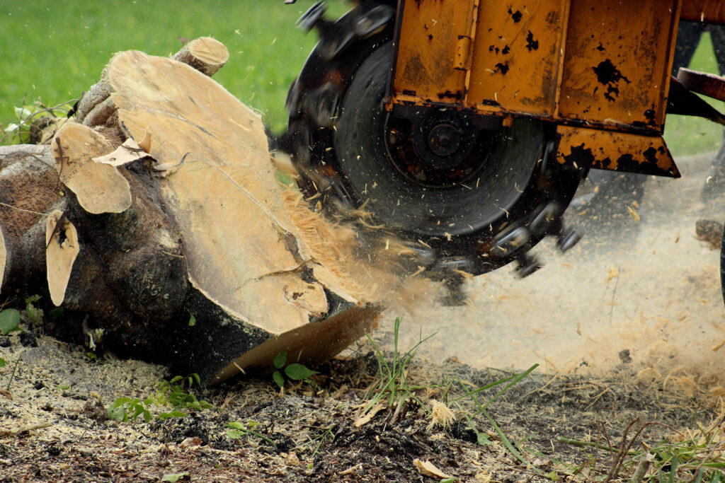 Stump-Grinding-Removal-Services Pro-Tree-Trimming-Removal-Team-of-Lake Worth