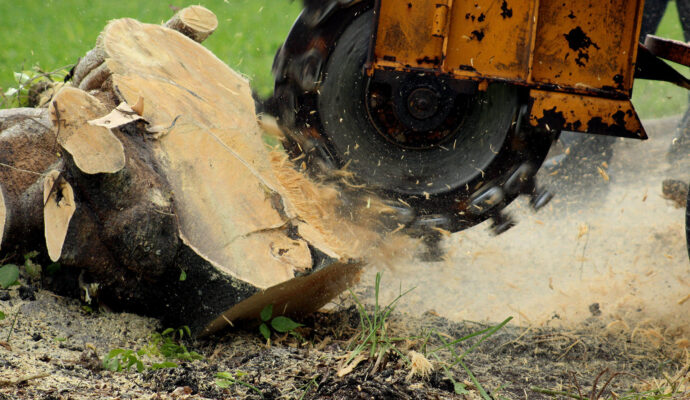 Stump-Grinding-Removal-Services Pro-Tree-Trimming-Removal-Team-of-Lake Worth