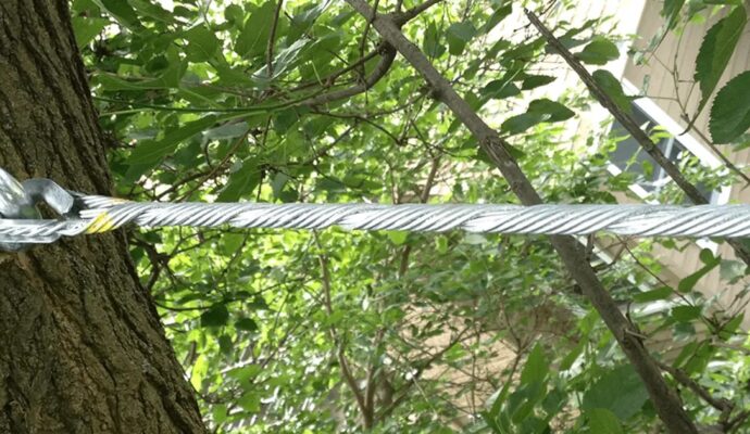 Tree Bracing & Tree Cabling Lake Worth-Pro Tree Trimming & Removal Team of Lake Worth