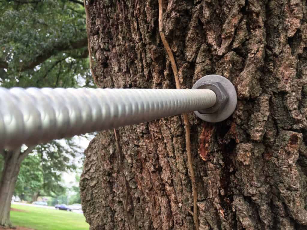 Tree Bracing & Tree Cabling Near Me-Pro Tree Trimming & Removal Team of Lake Worth