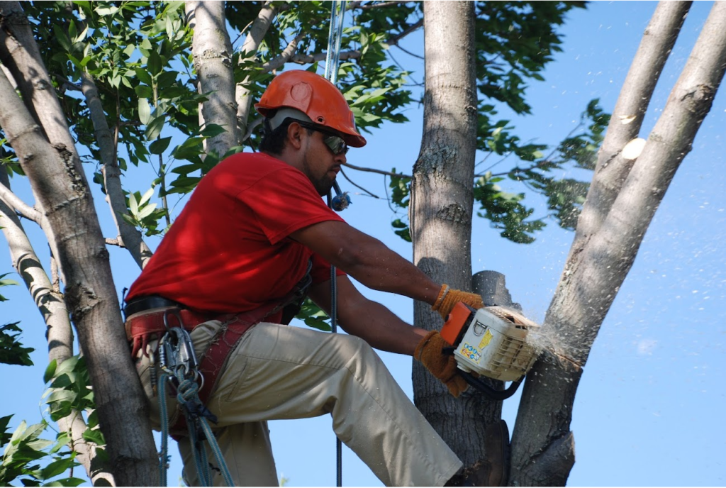 Tree Pruning & Tree Removal Lake Worth-Pro Tree Trimming & Removal Team of Lake Worth