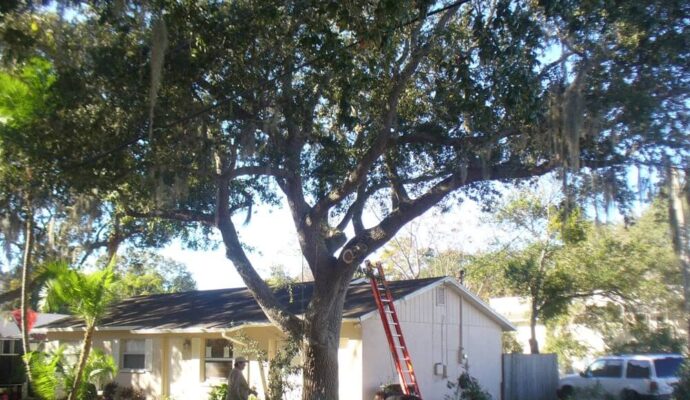 Tree-Pruning-Tree-Removal-Services Pro-Tree-Trimming-Removal-Team-of-Lake Worth