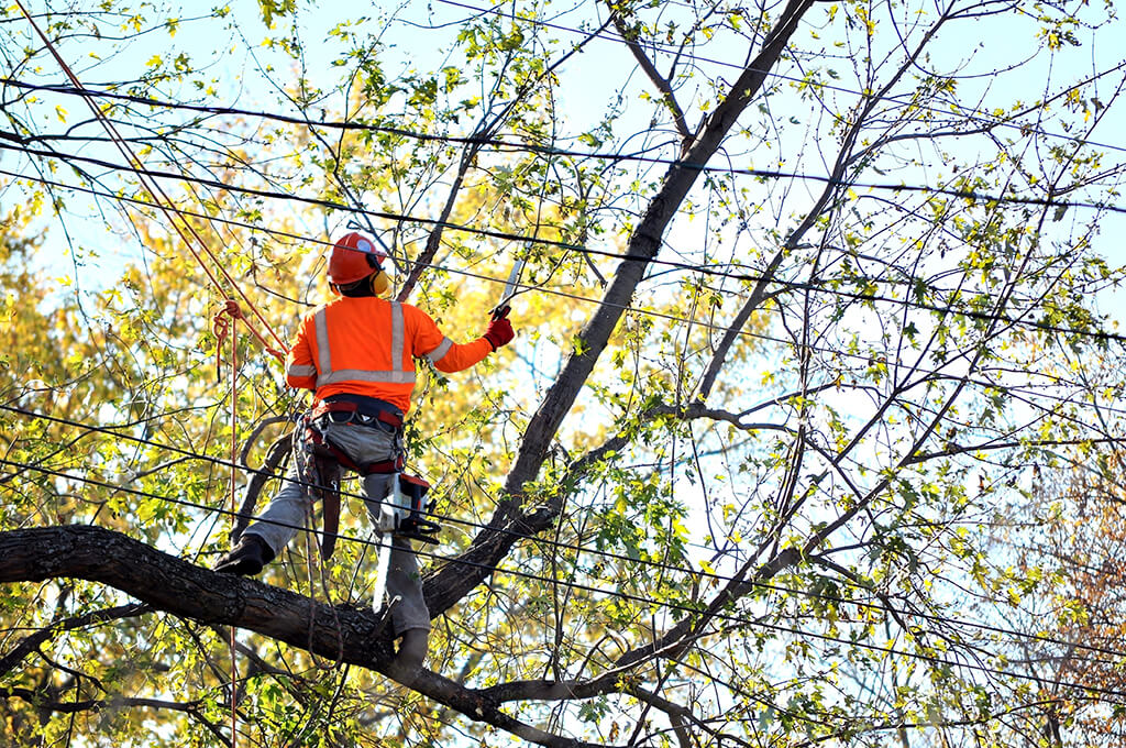 Tree Trimming Services Affordable-Pro Tree Trimming & Removal Team of Lake Worth