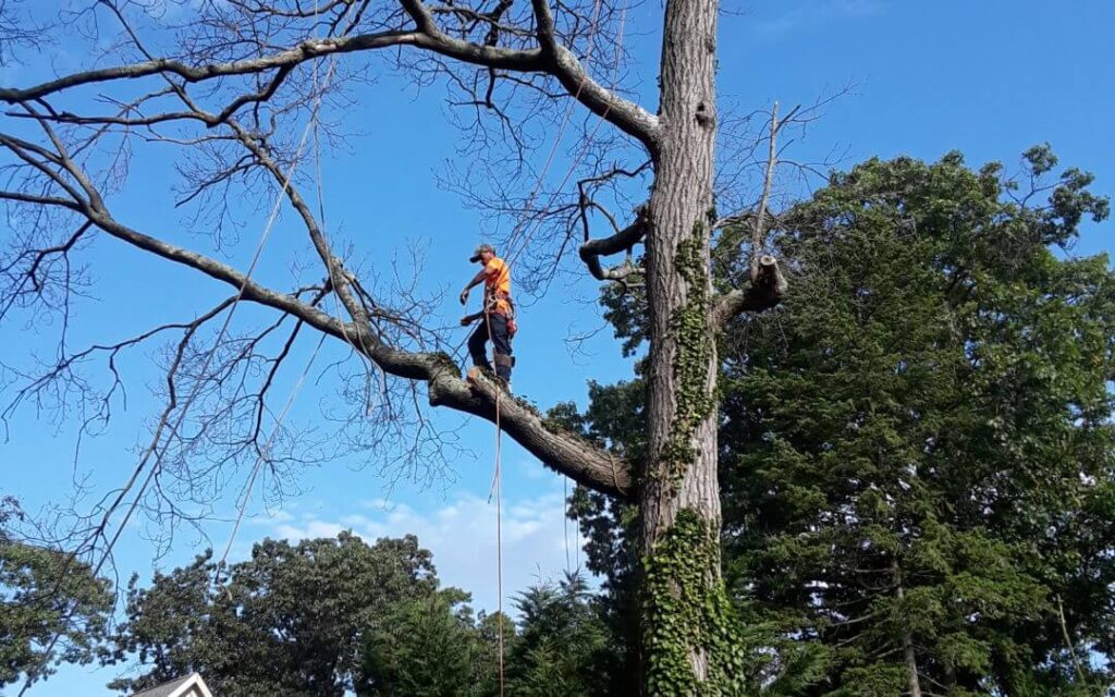 Tree Trimming Services Lake Worth-Pro Tree Trimming & Removal Team of Lake Worth