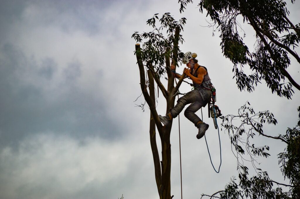 Tree-Trimming-Services-Services Pro-Tree-Trimming-Removal-Team-of Lake Worth