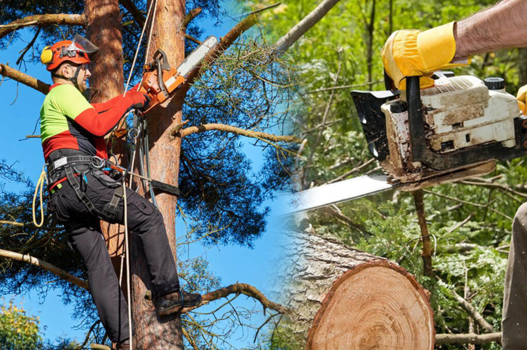 Commercial Tree Services Experts-Pro Tree Trimming & Removal Team of Lake Worth