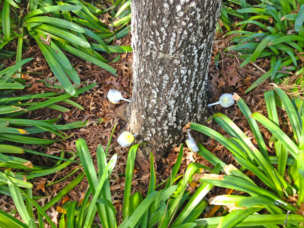 Deep Root Injection-Pros-Pro Tree Trimming & Removal Team of Lake Worth
