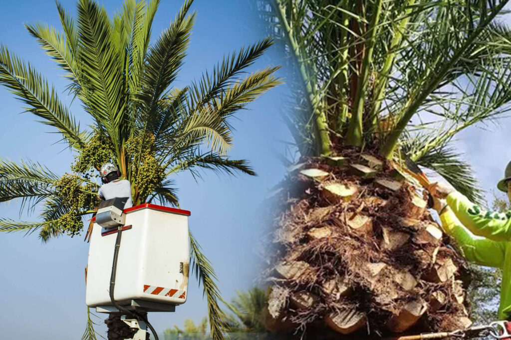 Palm Tree Trimming & Palm Tree Removal Experts-Pro Tree Trimming & Removal Team of Lake Worth