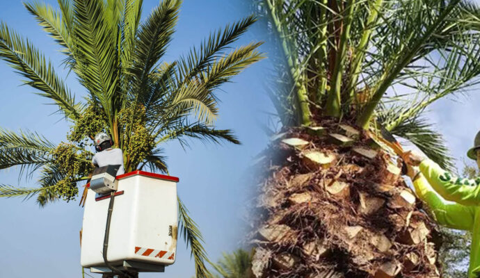 Palm Tree Trimming & Palm Tree Removal Experts-Pro Tree Trimming & Removal Team of Lake Worth