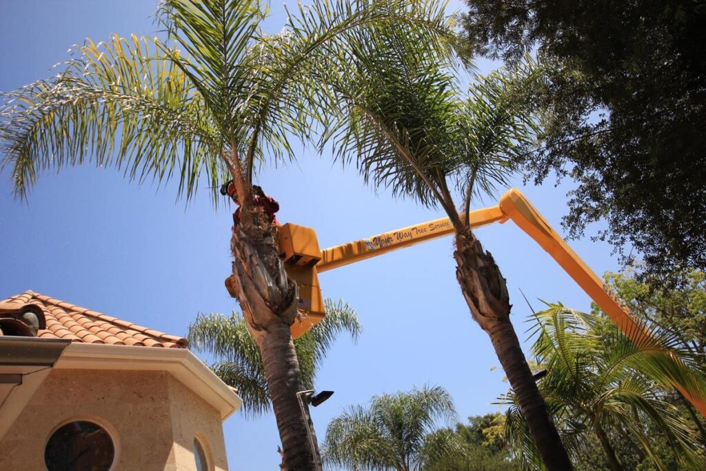 Palm Tree Trimming-Pros-Pro Tree Trimming & Removal Team of Lake Worth