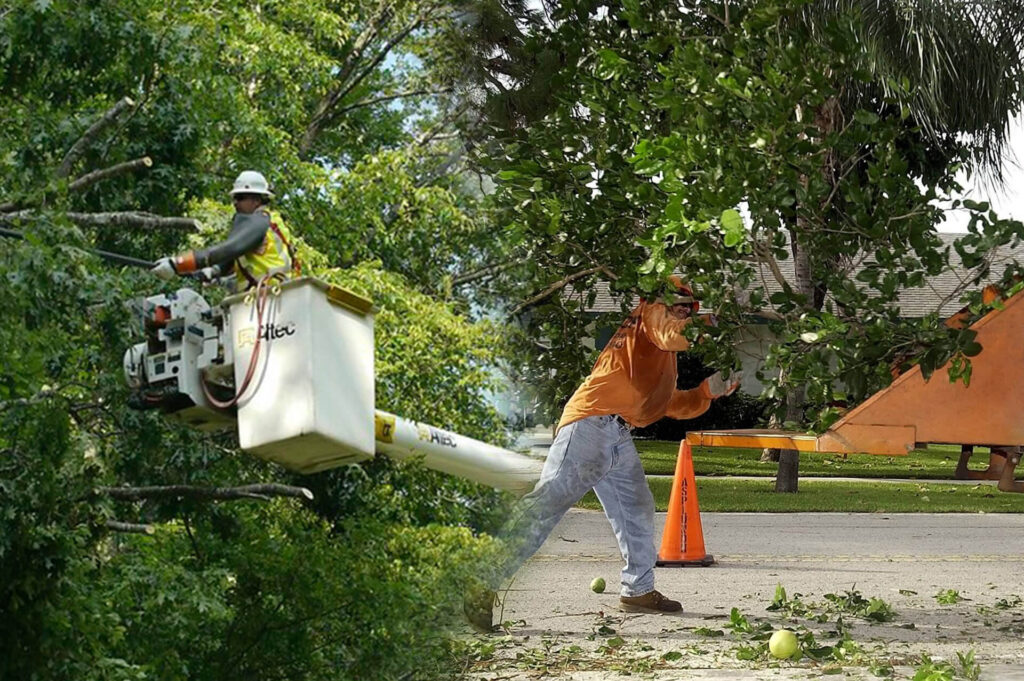 Residential Tree Services Experts-Pro Tree Trimming & Removal Team of Lake Worth