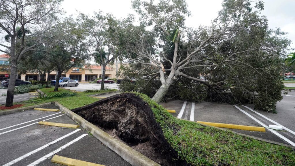Storm Damage-Pros-Pro Tree Trimming & Removal Team of Lake Worth