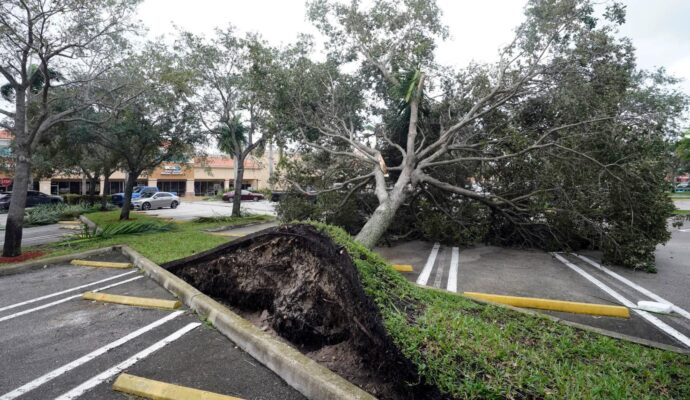 Storm Damage-Pros-Pro Tree Trimming & Removal Team of Lake Worth