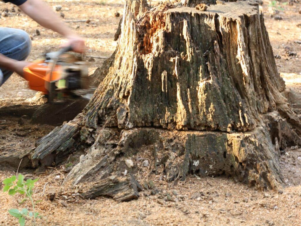 Stump Removal-Pros-Pro Tree Trimming & Removal Team of Lake Worth