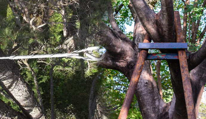 Tree Bracing & Tree Cabling Experts-Pro Tree Trimming & Removal Team of Lake Worth
