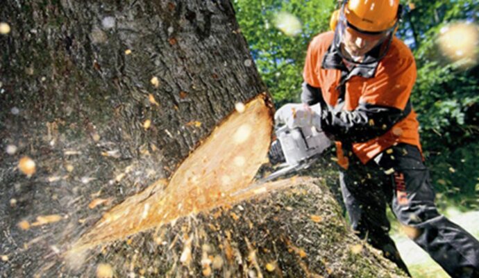 Tree Cutting-Pros-Pro Tree Trimming & Removal Team of Lake Worth