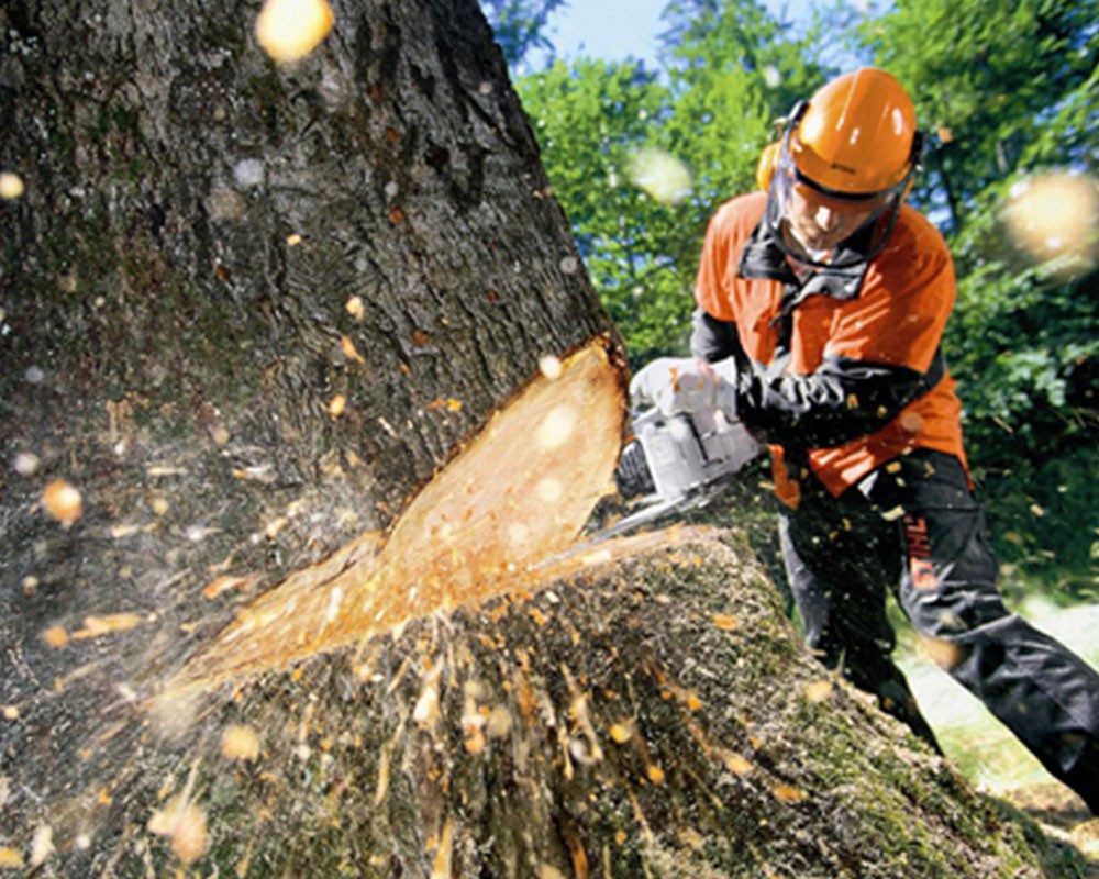 Tree Cutting-Pros-Pro Tree Trimming & Removal Team of Lake Worth