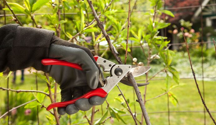 Tree Pruning Pros-Pro Tree Trimming & Removal Team of Lake Worth