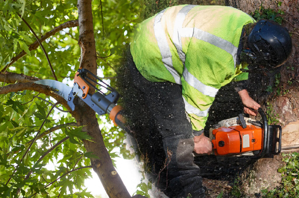 Tree Pruning & Tree Removal Experts-Pro Tree Trimming & Removal Team of Lake Worth