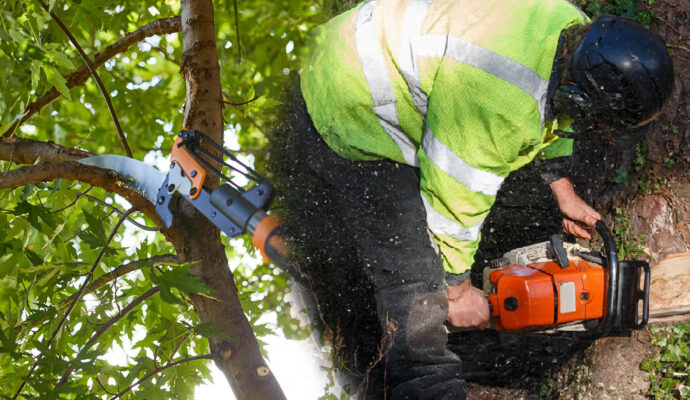 Tree Pruning & Tree Removal Experts-Pro Tree Trimming & Removal Team of Lake Worth