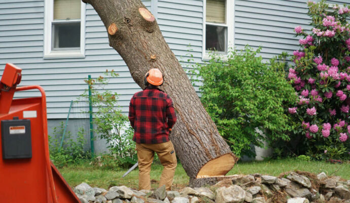 Tree-Removal-Pros-Pro Tree Trimming & Removal Team of Lake Worth