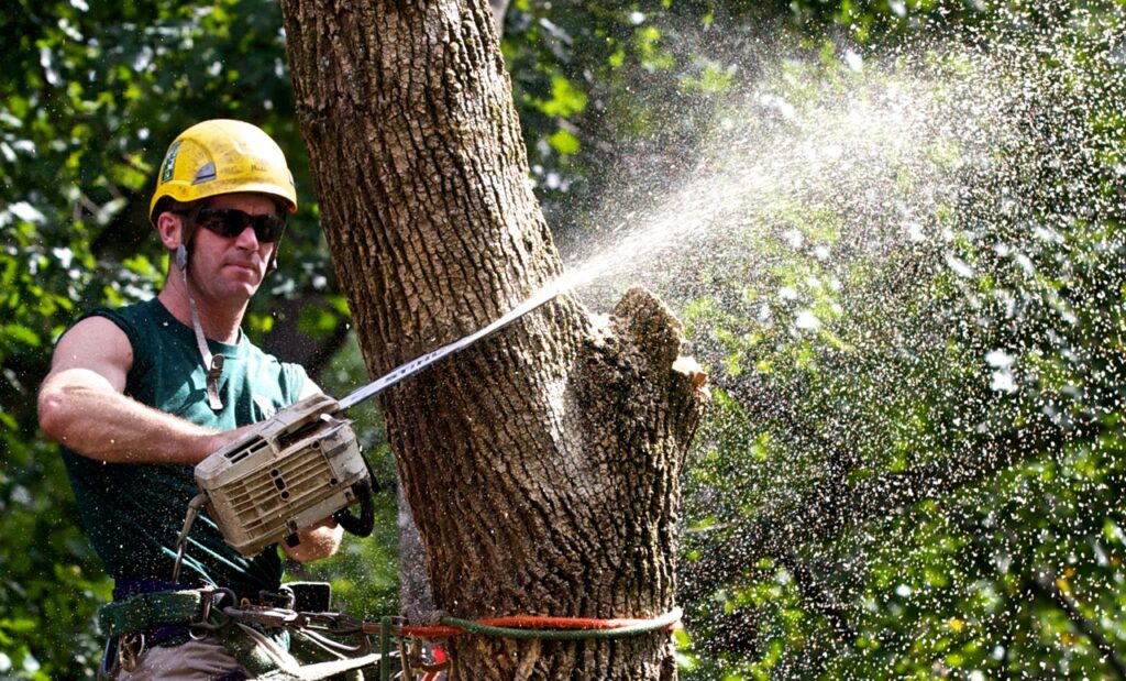 Tree Trimming-Pros-Pro Tree Trimming & Removal Team of Lake Worth