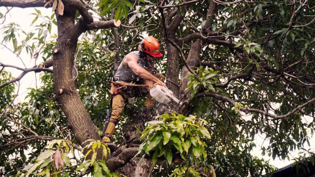 Tree Trimming Services Experts-Pro Tree Trimming & Removal Team of Lake Worth