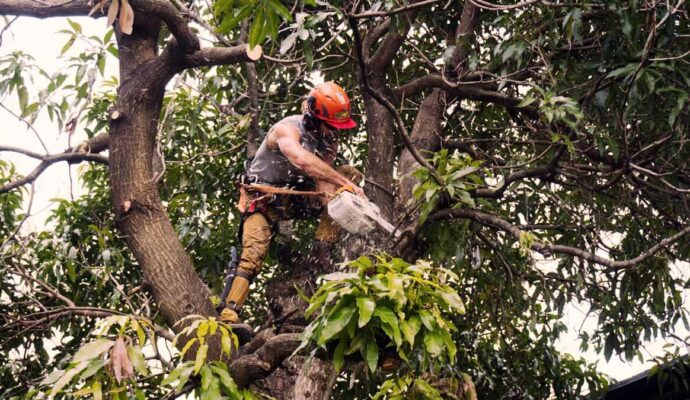 Tree Trimming Services Experts-Pro Tree Trimming & Removal Team of Lake Worth